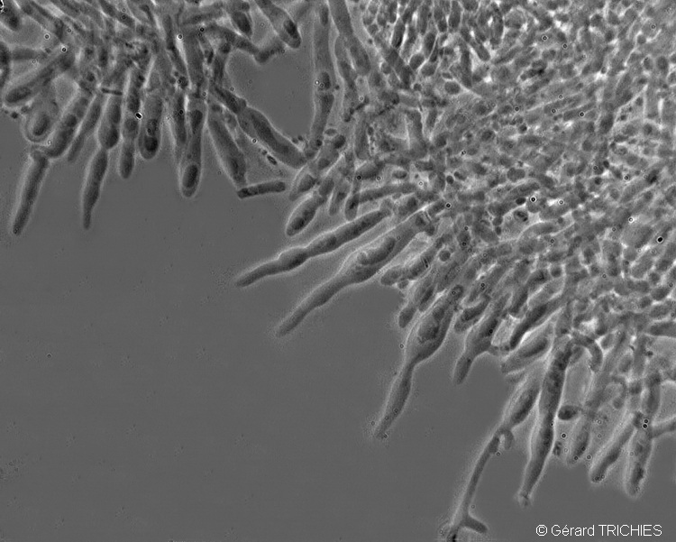 Poliporacea